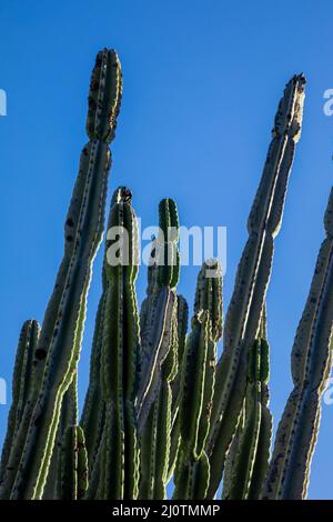 Prise de vue verticale à faible angle de longs cactus dans un ciel bleu Banque D'Images