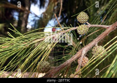 Schachtelhalmblättrige Kasuarine (Casuarina equisetifolia), auch Kängurubaum oder Kasuarinabaim, Fuerteventura, espagnol, Morro Jable Banque D'Images