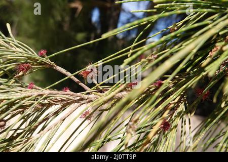 Schachtelhalmblättrige Kasuarine (Casuarina equisetifolia), auch Kängurubaum oder Kasuarinabaim, Fuerteventura, espagnol, Morro Jable Banque D'Images