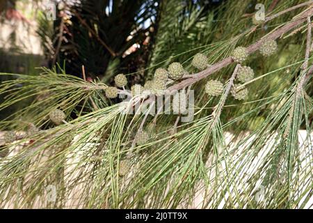 Schachtelhalmblättrige Kasuarine (Casuarina equisetifolia), auch Kängurubaum oder Kasuarinabaim, Fuerteventura, espagnol, Morro Jable Banque D'Images