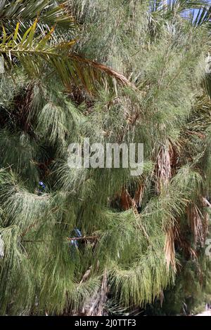 Schachtelhalmblättrige Kasuarine (Casuarina equisetifolia), auch Kängurubaum oder Kasuarinabaim, Fuerteventura, espagnol, Morro Jable Banque D'Images