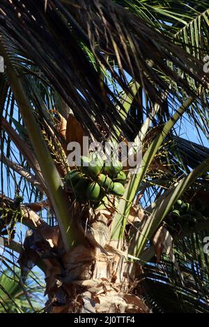 Kokospalme oder Kokosnusspalme (Cocos nucifera) an der Uferpromenade, Fuerteventura, Espagnol, Morro Jable Banque D'Images