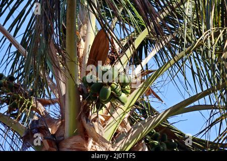 Kokospalme oder Kokosnusspalme (Cocos nucifera) an der Uferpromenade, Fuerteventura, Espagnol, Morro Jable Banque D'Images