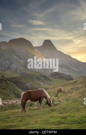 Deux chevaux en semi-liberté paissant paisiblement au coucher du soleil dans un paysage de montagne, pâturage pyrénéen avec les montagnes en arrière-plan, espace de copie, ve Banque D'Images