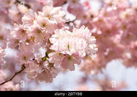 Les arbres de Sakura sont en gros plan. Mise au point sélective et espace de copie. Fleurs de sakura printanières. Brindilles roses en forme de cerisier sur fond bleu bokeh. Les arbres de printemps fleurissent. Photographie macro Banque D'Images
