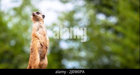 Surveillance et vigilance de Meerkat. Contrôle du territoire, alerte et protection du groupe. Banque D'Images