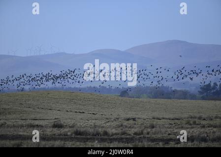 Oies au RSPB Loch Leven Anser brachyrhynchus Banque D'Images