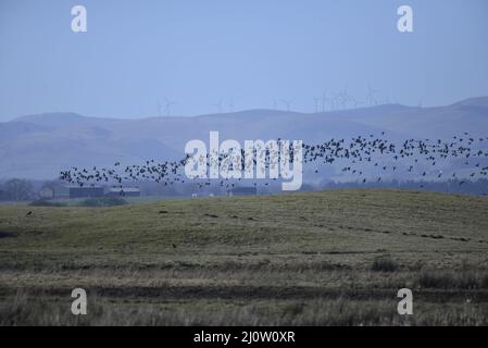 Oies au RSPB Loch Leven Anser brachyrhynchus Banque D'Images