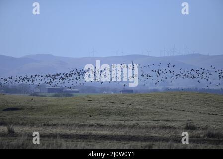 Oies au RSPB Loch Leven Anser brachyrhynchus Banque D'Images