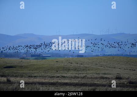 Oies au RSPB Loch Leven Anser brachyrhynchus Banque D'Images