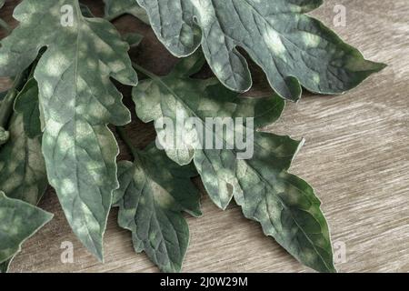 Maladies des plantes : signes de cladosporiose sur les feuilles de tomate. Banque D'Images