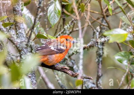 Tanager mâle de couleur flamme (Piranga bidentata) San Gerardo de Dota, Costa Rica Banque D'Images