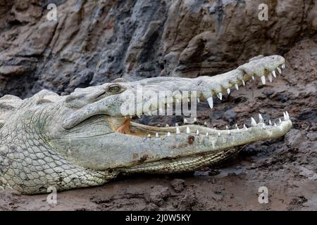 Crocodile américain, Crocodylus acutus, rivière Rio Tarcoles, Costa Rica faune Banque D'Images