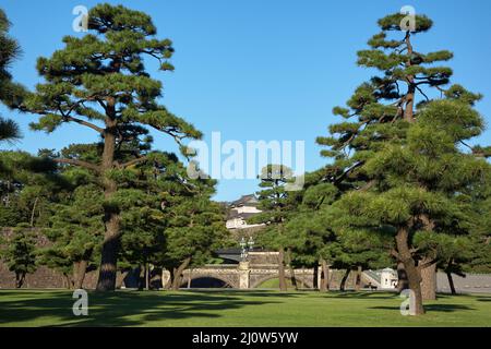 Jardin national de Kokyo Gaien. Tokyo. Japon Banque D'Images