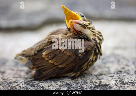 Gros plan d'un jeune fledgling chanson throush, bébé chanson throush. Banque D'Images