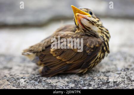 Gros plan d'un jeune fledgling chanson throush, bébé chanson throush. Banque D'Images