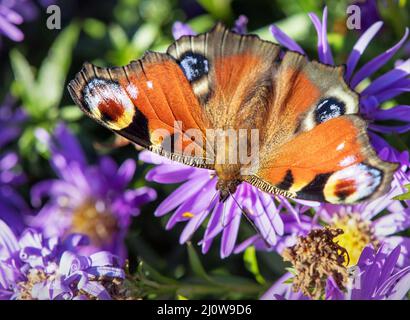 Papillon de paon assis sur la fleur bleue, en latin Inachis IO ou Aglais IO Banque D'Images