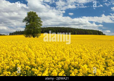 Champ de colza, de canola ou de colza dans le Brassica napus latin avec, lime et crucifix, champ de floraison doré printanier Banque D'Images