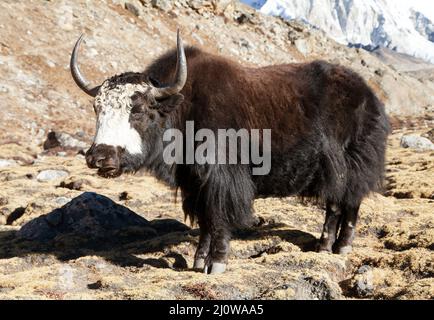 Yak noir sur le chemin du camp de base de l'Everest - Népal Himalaya Banque D'Images