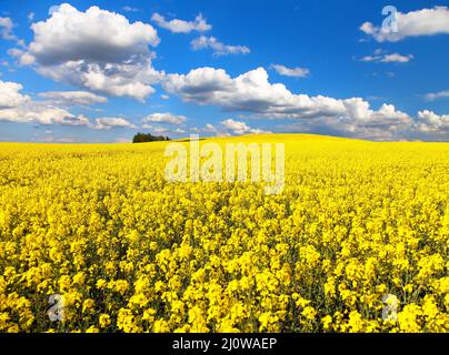 Champ de colza en fleurs d'or avec de beaux nuages sur ciel - Brassica napus - plante pour l'énergie verte et de l'industrie de l'huile Banque D'Images