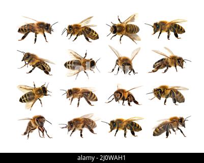 Groupe d'abeilles ou d'abeilles mellifera latines Apis, abeilles européennes ou occidentales isolées sur fond blanc, abeilles dorées Banque D'Images