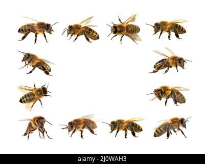 Groupe d'abeilles ou d'abeilles mellifera latines Apis, abeilles européennes ou occidentales isolées sur fond blanc, abeilles dorées Banque D'Images