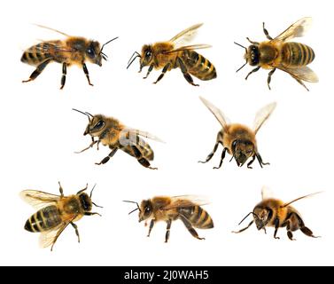 Groupe d'abeilles ou d'abeilles mellifera latines Apis, abeilles européennes ou occidentales isolées sur fond blanc, abeilles dorées Banque D'Images