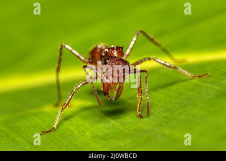 Paraponera clavata connu sous le nom de la balle Tortuguero Cerro, Costa Rica Banque D'Images