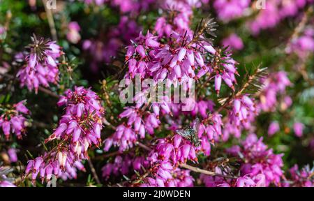 Erica carnea Heath d'hiver, bruyère à fleurs d'hiver, lande de printemps alpine rose fleurs. Floraison Erica carnea plante ornementale, gros plan, personne Banque D'Images