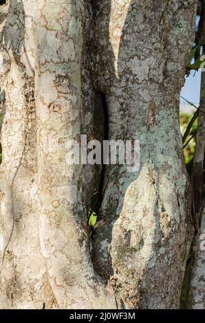 Lichen sur Tree Banque D'Images