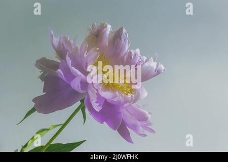 Pivoine rose en fleur avec pétales délicats gros plan Banque D'Images