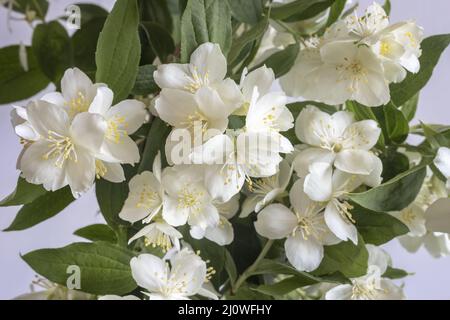 Belles fleurs blanches délicates sur une branche de jasmin Banque D'Images