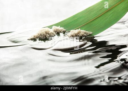 Photographie créative, Zongzi (boulonnage de riz) préparation, cuisine traditionnelle chinoise Banque D'Images