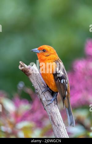 Tanager mâle de couleur flamme, Piranga bidentata, San Gerardo de Dota, Costa Rica Banque D'Images