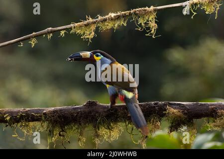 Plate-bec Mountain Toucan en Equateur Banque D'Images