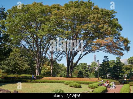 Le Honmaru O-shibafu (pelouse) dans les jardins est du palais impérial. Tokyo. Japon Banque D'Images