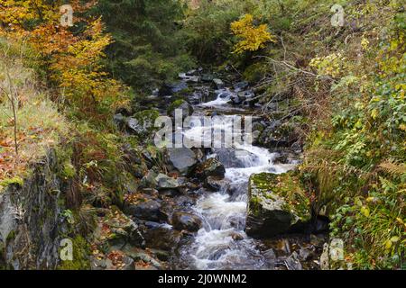 Rivière Radau au parc national Harz Banque D'Images