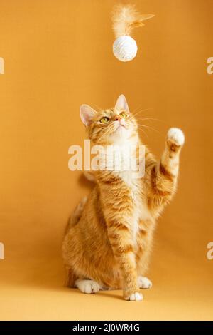 Un chat tabby de gingembre assis joue un ballon de jouet - photo de stock Banque D'Images