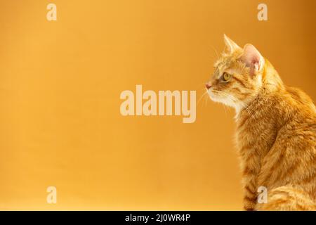Un chat féminin regarde la distance - photo de stock Banque D'Images