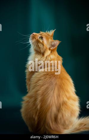 Vue arrière portrait de chat à poils longs - photo de stock Banque D'Images