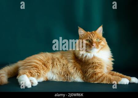 Portrait de chat à poils longs - photo de stock Banque D'Images