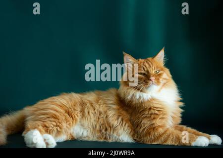 Portrait de chat à poils longs - photo de stock Banque D'Images