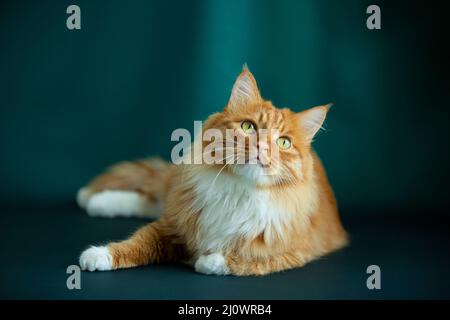 Portrait de chat à poils longs - photo de stock Banque D'Images