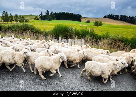 Un énorme troupeau de moutons traverse la route Banque D'Images