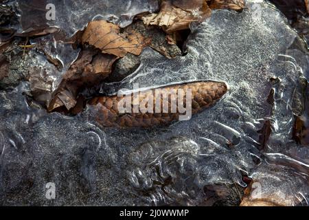 Cône de pin dans la forêt gelé dans la glace sur le sol. Gros plan. Détails. Banque D'Images