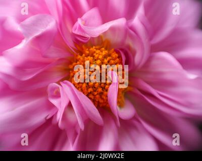 Gros plan d'un magnifique Dahlia rose Banque D'Images