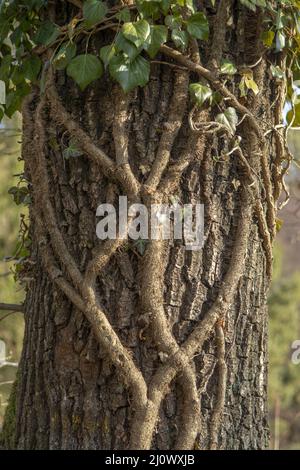 Ivy commune (Hedera Helix) accrochant sur un tronc d'arbre dans la forêt.L'usine est également connue sous le nom de lierre anglaise ou européenne. Banque D'Images