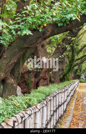 Les troncs de vieux cerisiers qui poussent le long de la clôture en bambou du parc du château de Nagoya. Nagoya. Japon Banque D'Images
