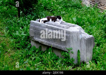 Chat sur un pilier tombé à Torre di Argentine à Rome Italie Banque D'Images