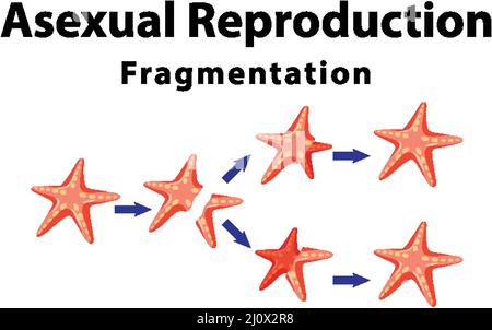 Fragmentation de la reproduction asexuée avec illustration de l'étoile de mer Illustration de Vecteur